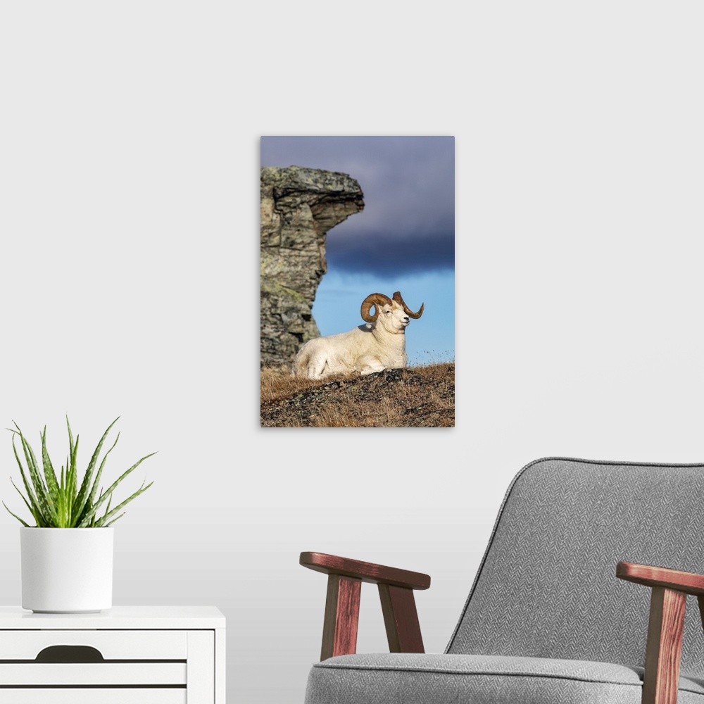 A modern room featuring Dall Sheep ram (Ovis dalli) in Denali National Park and Preserve in Interior Alaska in autumn; Al...