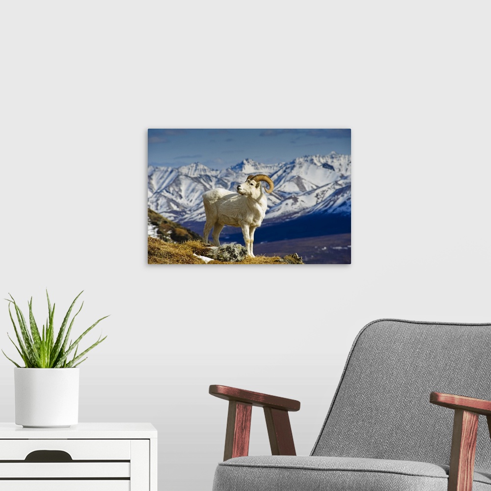 A modern room featuring A Young Dall Sheep Ram Standing On Mount Margaret With The Alaska Range In The Background, Denali...
