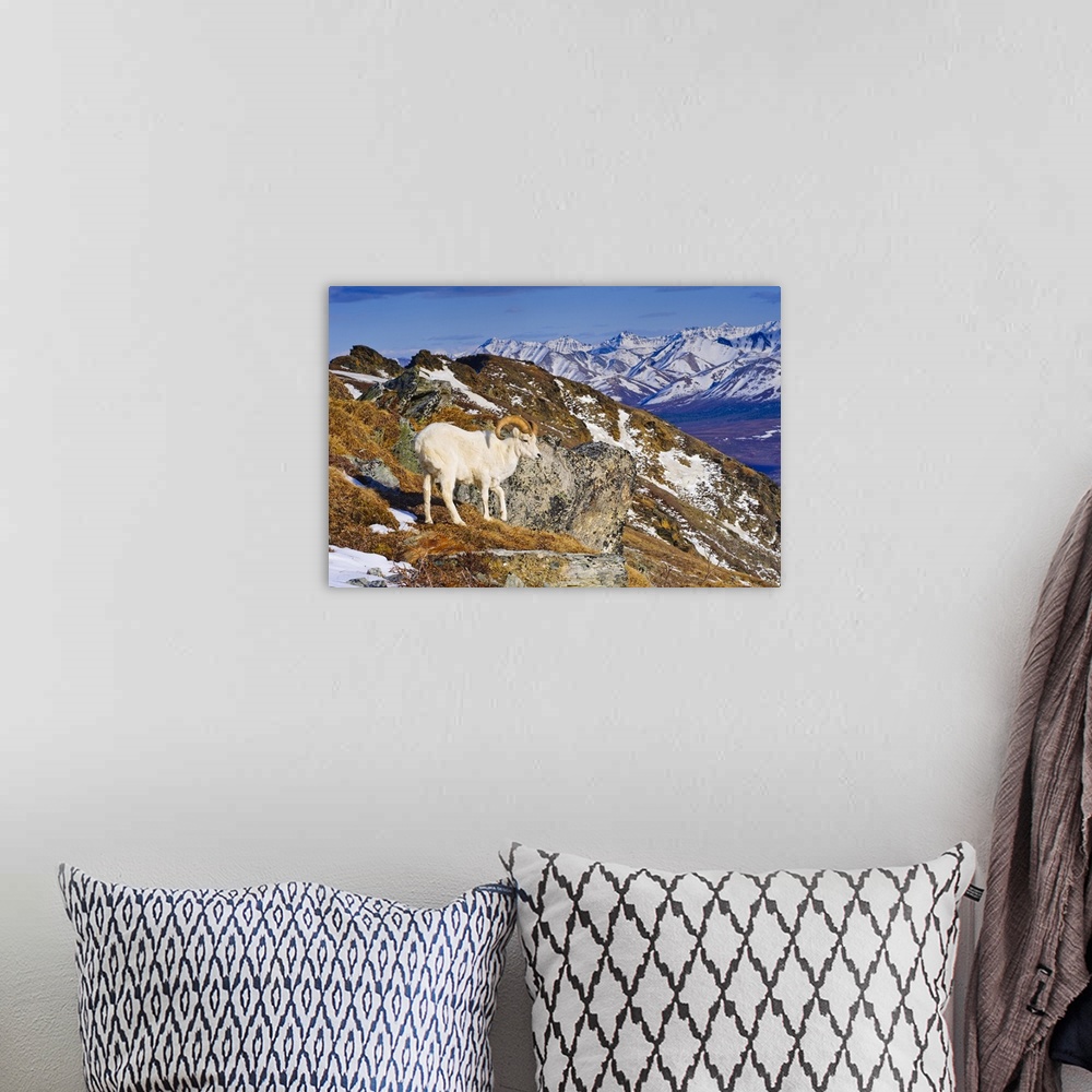 A bohemian room featuring An Adult Dall Sheep Ram Standing On Mount Margrett With The Alaska Range In The Background, Denal...