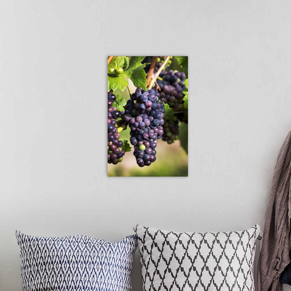 A bohemian room featuring Dark Unripe Purple Grapes Hanging From The Vine, Vineland, Ontario, Canada
