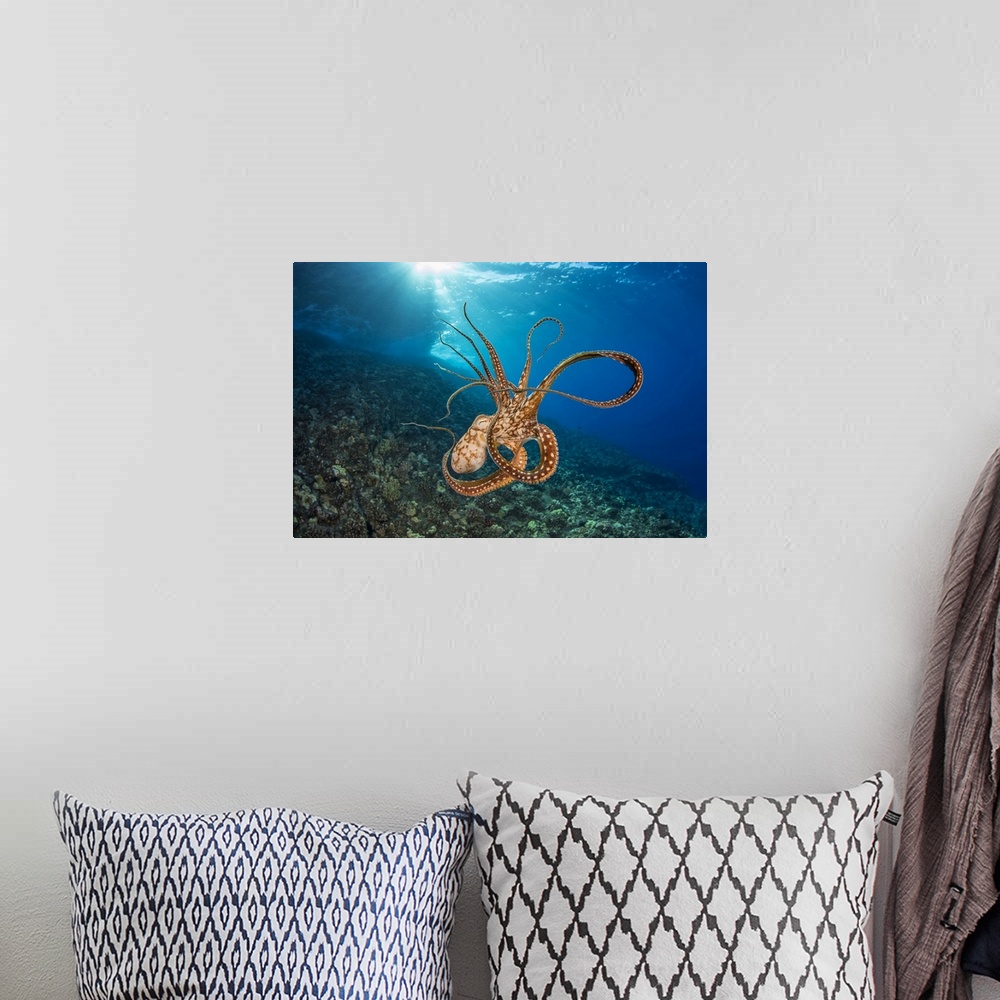 A bohemian room featuring Day octopus (Octopus cyanea) in mid-water; Hawaii, United States of America