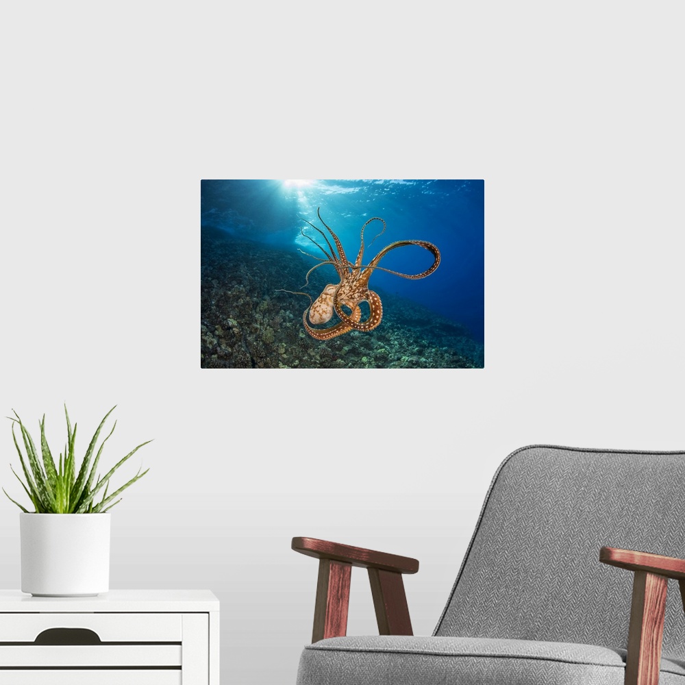 A modern room featuring Day octopus (Octopus cyanea) in mid-water; Hawaii, United States of America