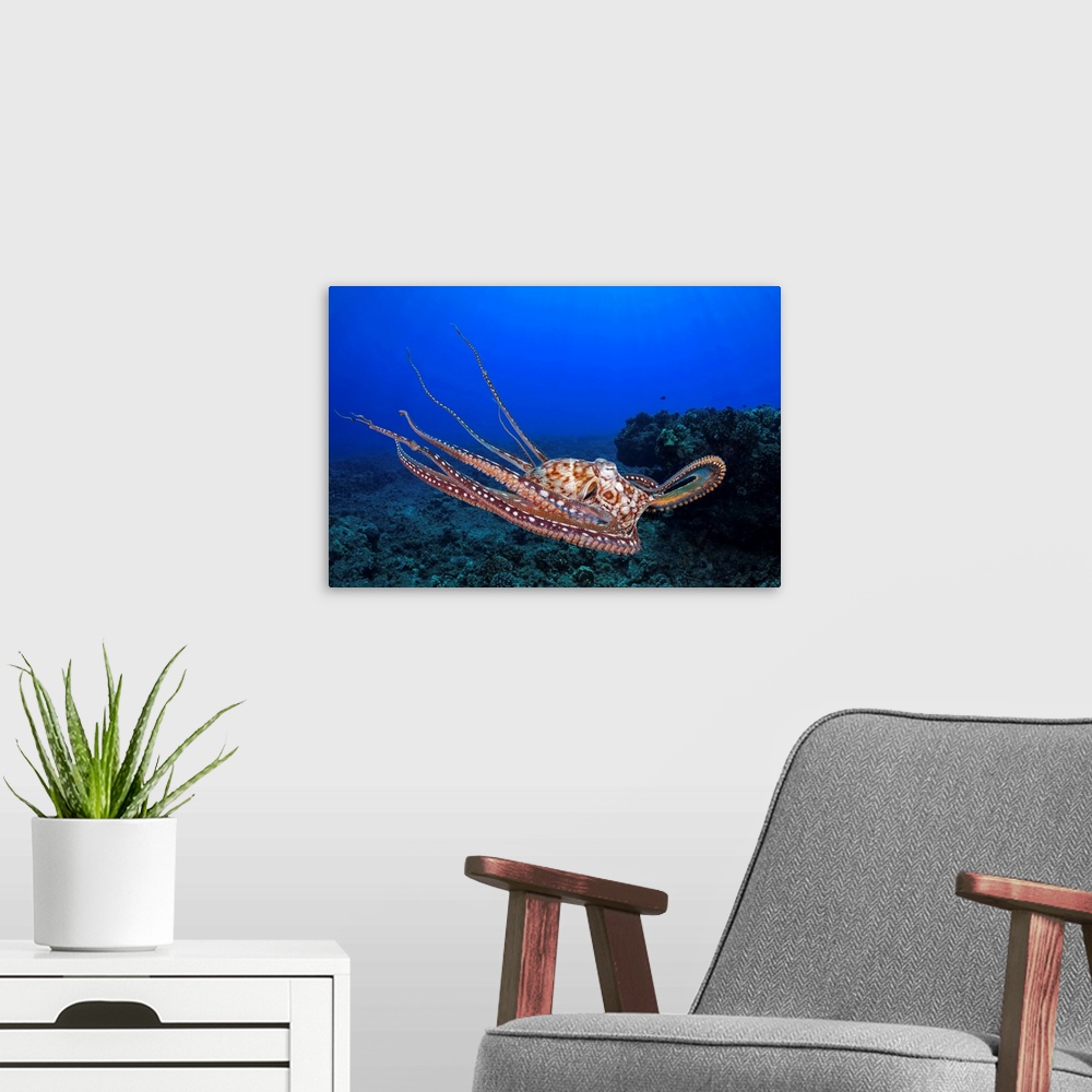 A modern room featuring This view shows the eight armed cephalopod free swimming in mid-water, Day octopus, (Octopus cyan...
