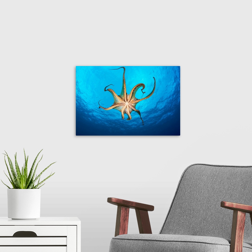 A modern room featuring Day octopus (Octopus cyanea), view of the suckers on this eight armed cephalopod. Hawaii, United ...
