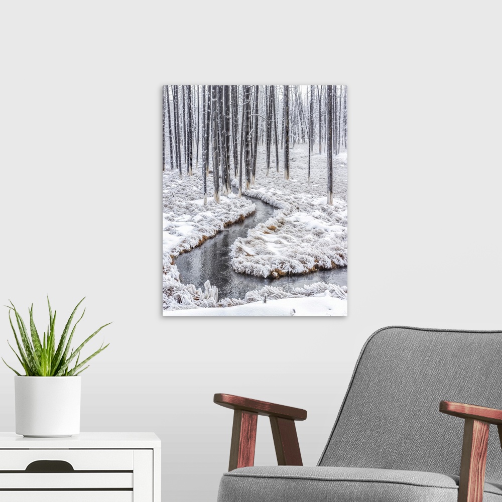A modern room featuring Dead lodgepole pine trees (Pinus contorta) with a thermal runoff channel in the Lower Geyser Basi...
