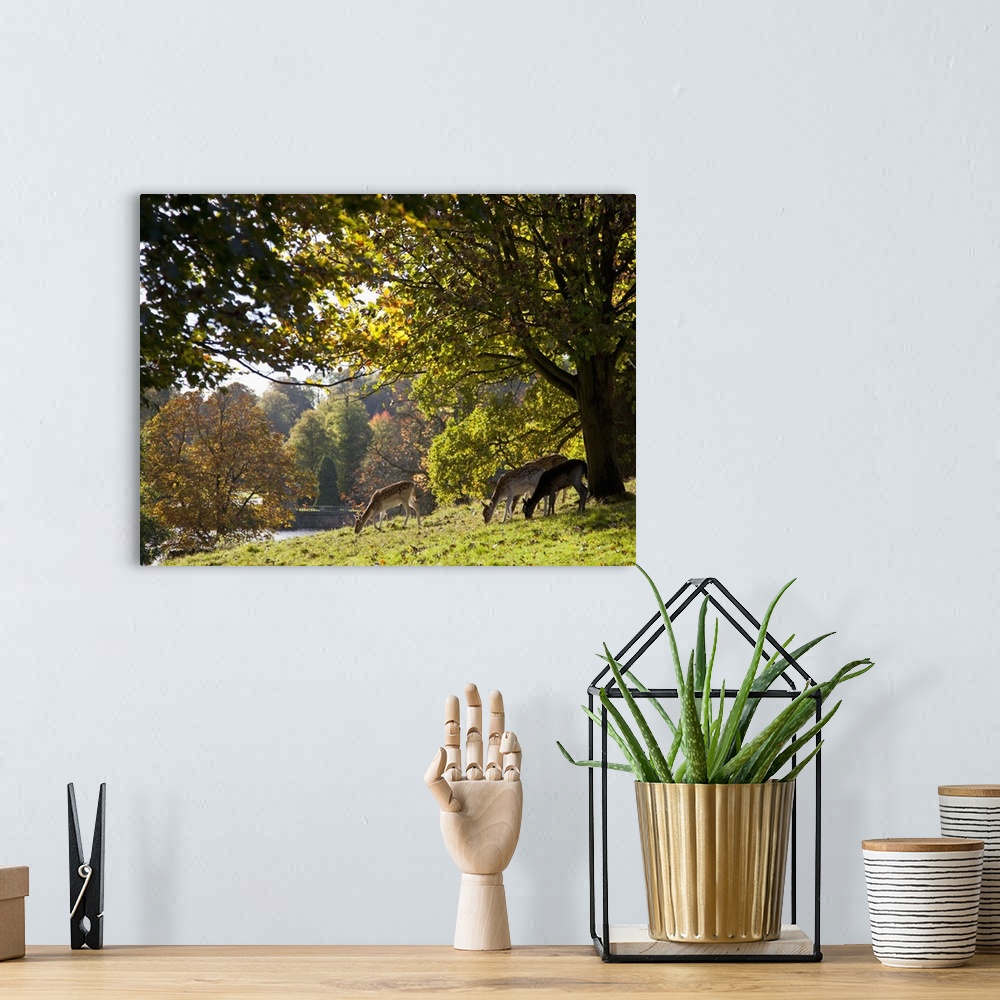 A bohemian room featuring Deer (Cervidae) Grazing On The Grass By Water; North Yorkshire, England