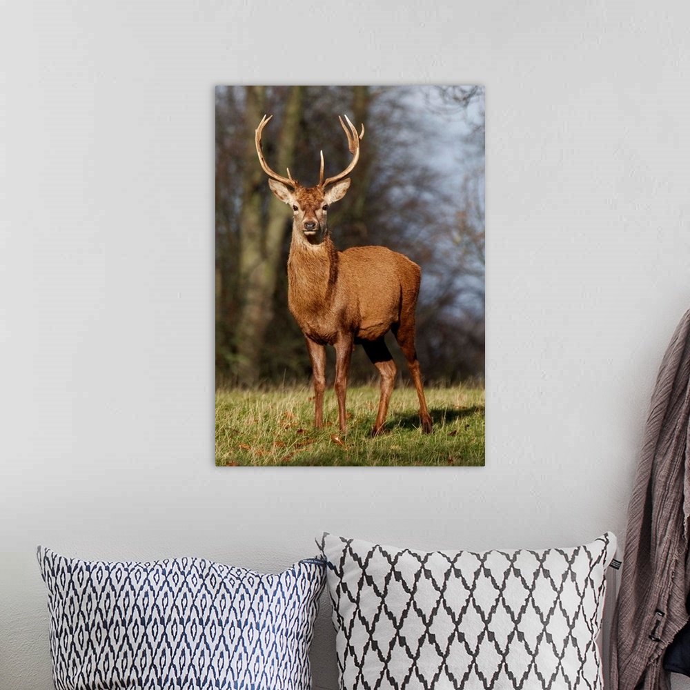 A bohemian room featuring Deer In Field