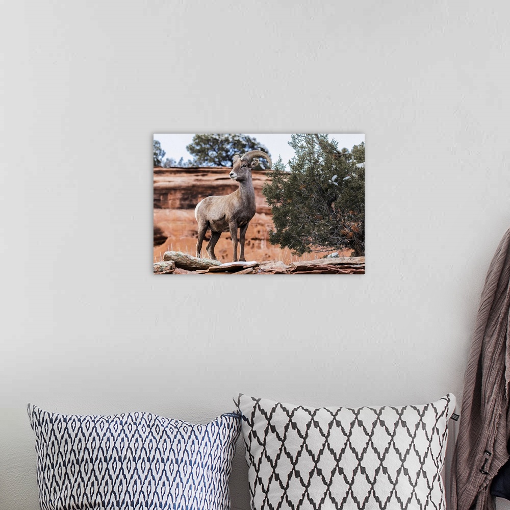 A bohemian room featuring View Of A Desert Bighorn Sheep (Ovis Canadensis Nelsoni)) In The Colorado National Monument; Colo...