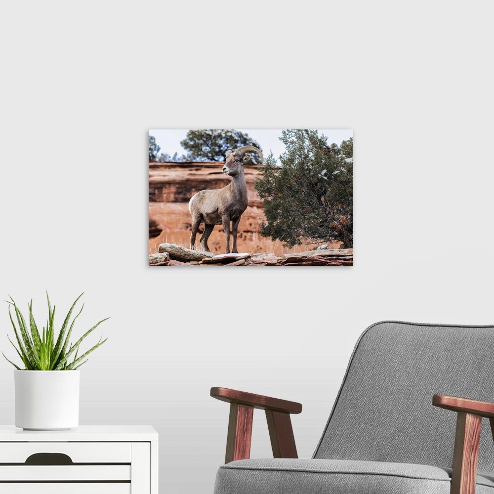 A modern room featuring View Of A Desert Bighorn Sheep (Ovis Canadensis Nelsoni)) In The Colorado National Monument; Colo...