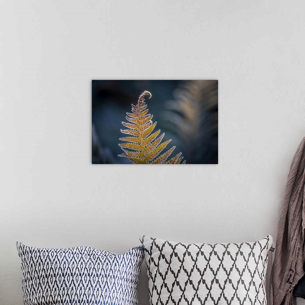 A bohemian room featuring Detail of a Frosted Sword Fern, Olympia, Washington, United States