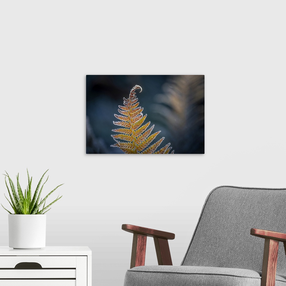 A modern room featuring Detail of a Frosted Sword Fern, Olympia, Washington, United States