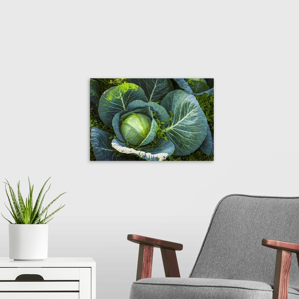 A modern room featuring Detail of a large cabbage (brassica oleracea) plant with chickweed (stellaria media) growing arou...