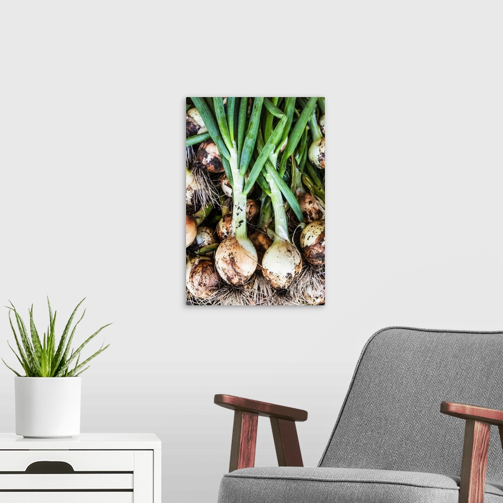 A modern room featuring Detail of recently pulled onions covered in dirt, palmer, Alaska, united states of America.