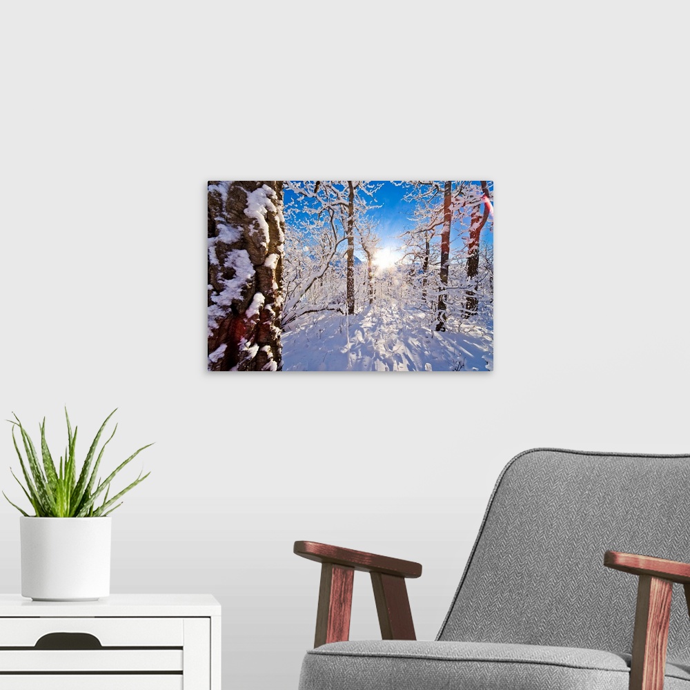 A modern room featuring Giant landscape photograph of a snow covered forest of cottonwood trees, the sun shining brightly...