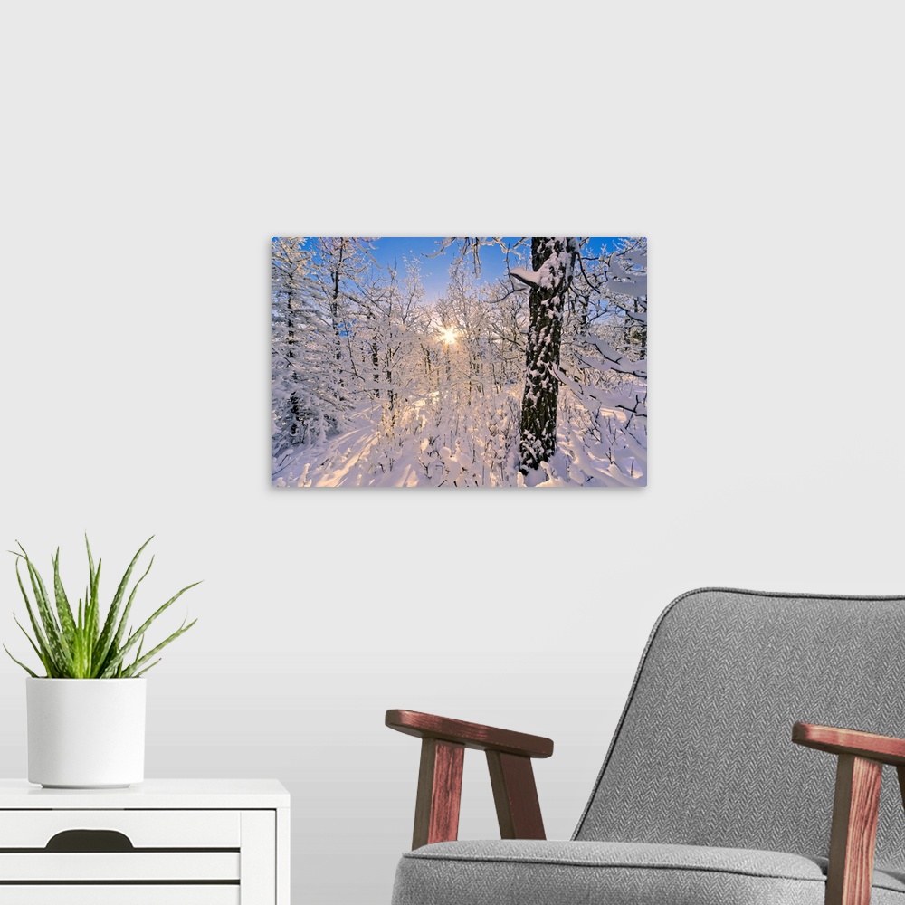 A modern room featuring Photograph of  snowy forest with sun peaking through branches.