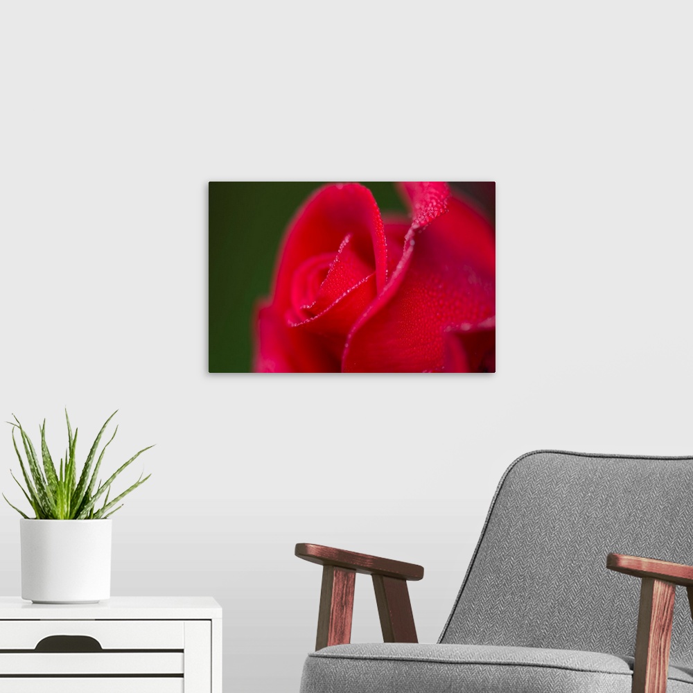 A modern room featuring Dew covers a rose blossom. Astoria, Oregon, United States of America.