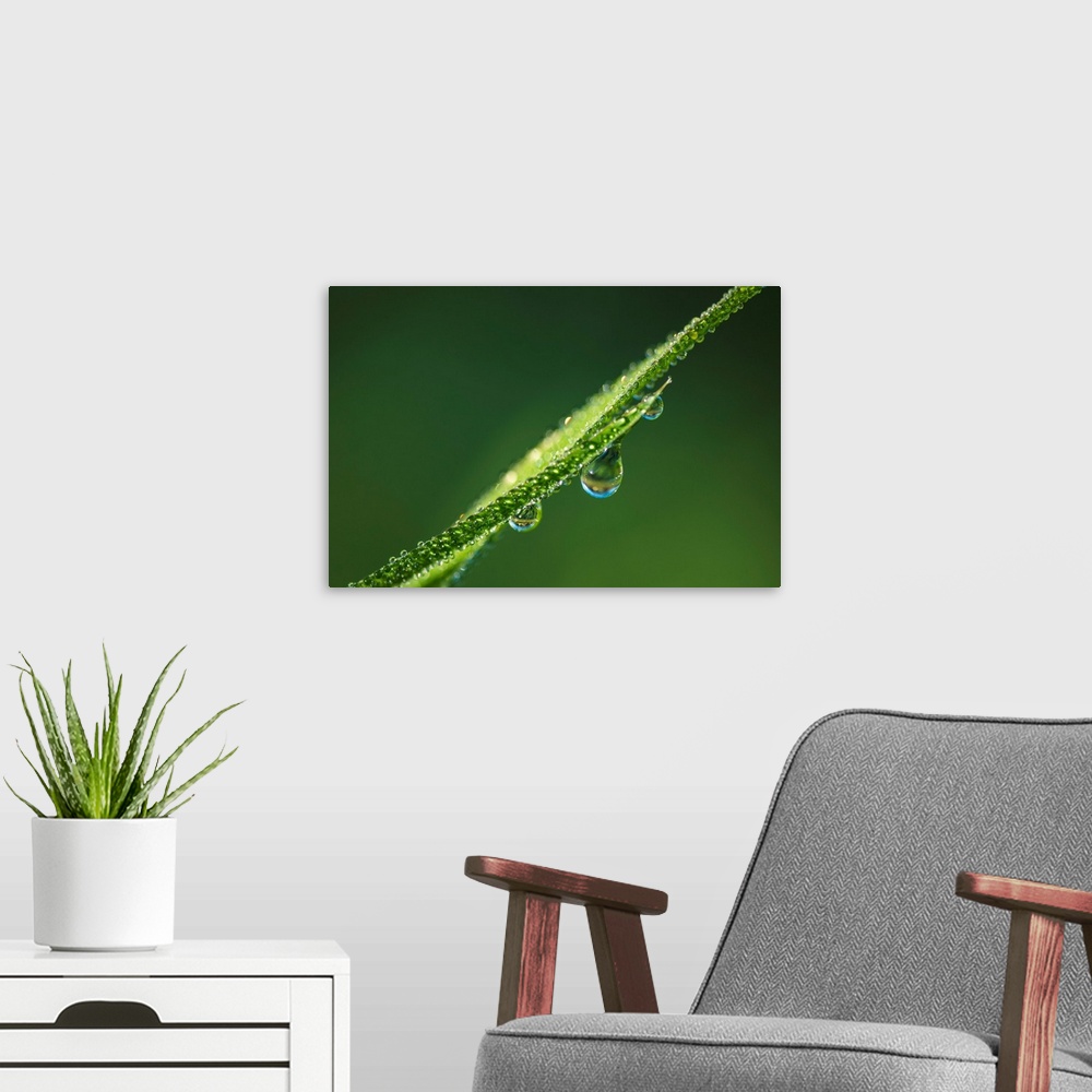 A modern room featuring Dew glistens on the grass, Astoria, Oregon, United States of America