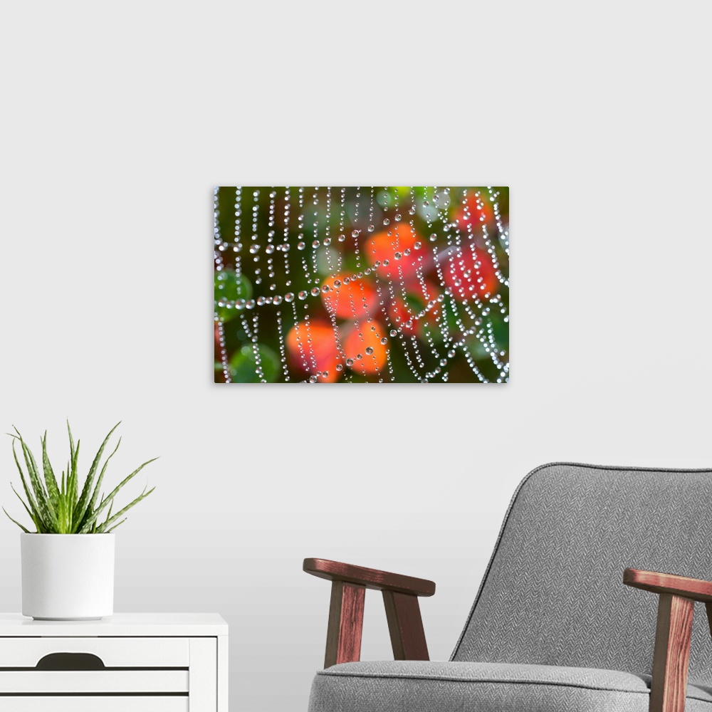 A modern room featuring Close-up detail of dewdrops in a row on a spiderweb with an autumn color in the background, Orego...
