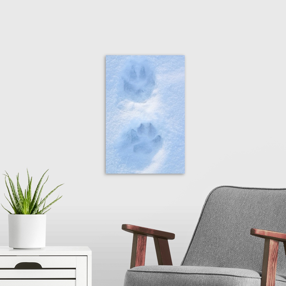 A modern room featuring Close Up of Dog Paw Tracks on Snow Winter Alaska SC