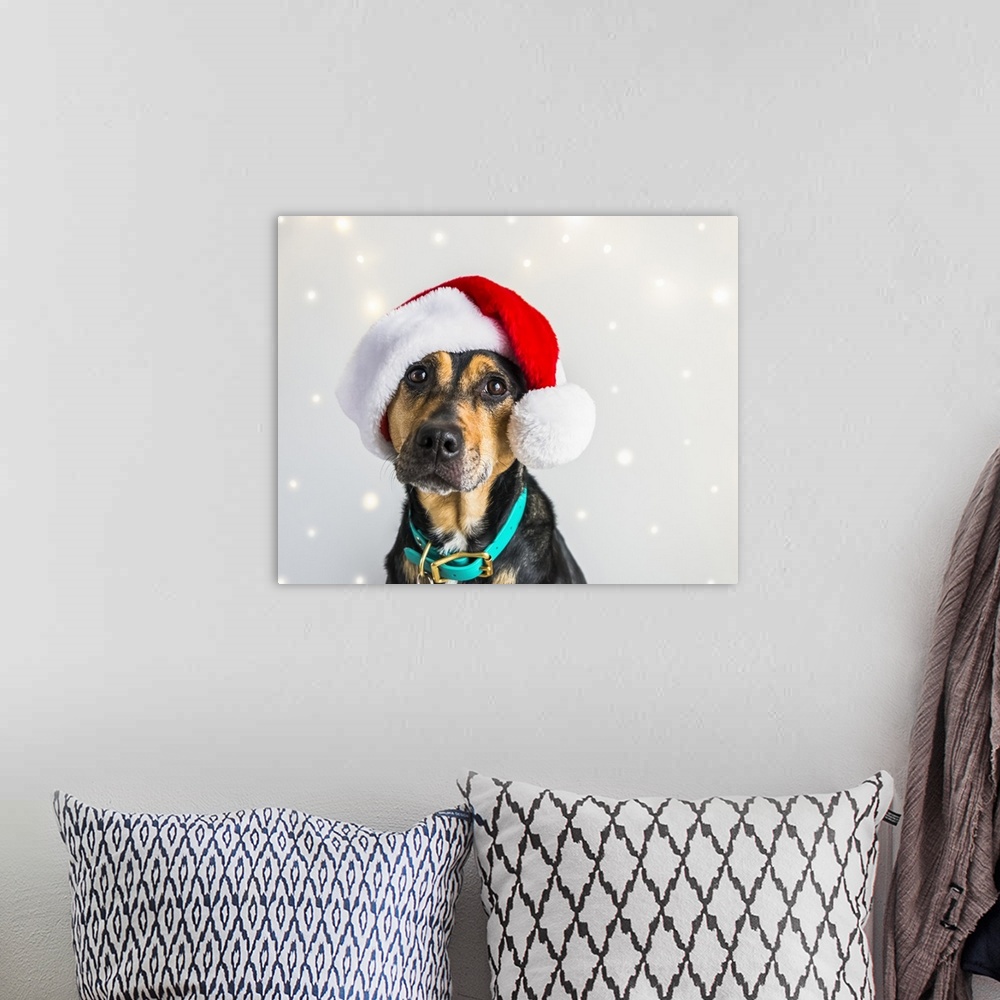 A bohemian room featuring Dog wearing a Santa Claus hat for a Christmas portrait