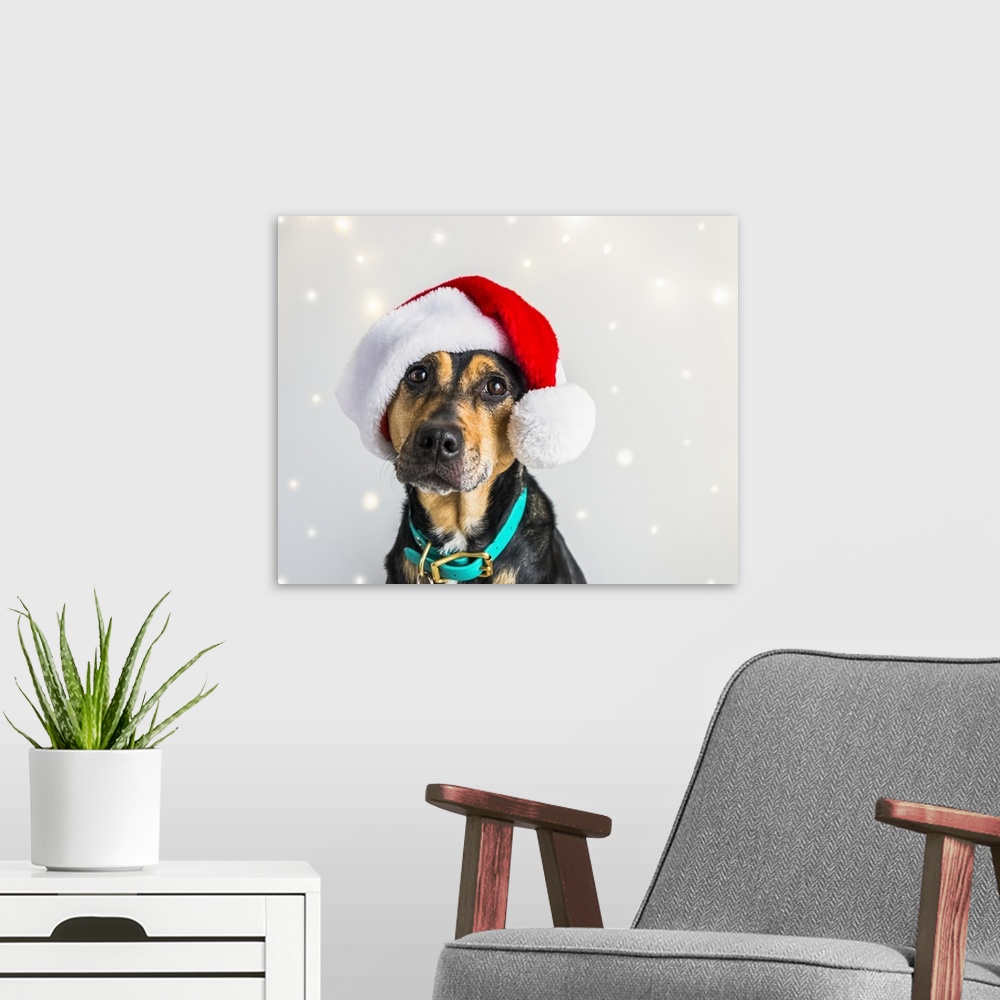 A modern room featuring Dog wearing a Santa Claus hat for a Christmas portrait