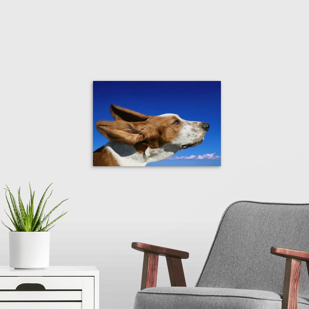 A modern room featuring Dog With Ears In The Wind