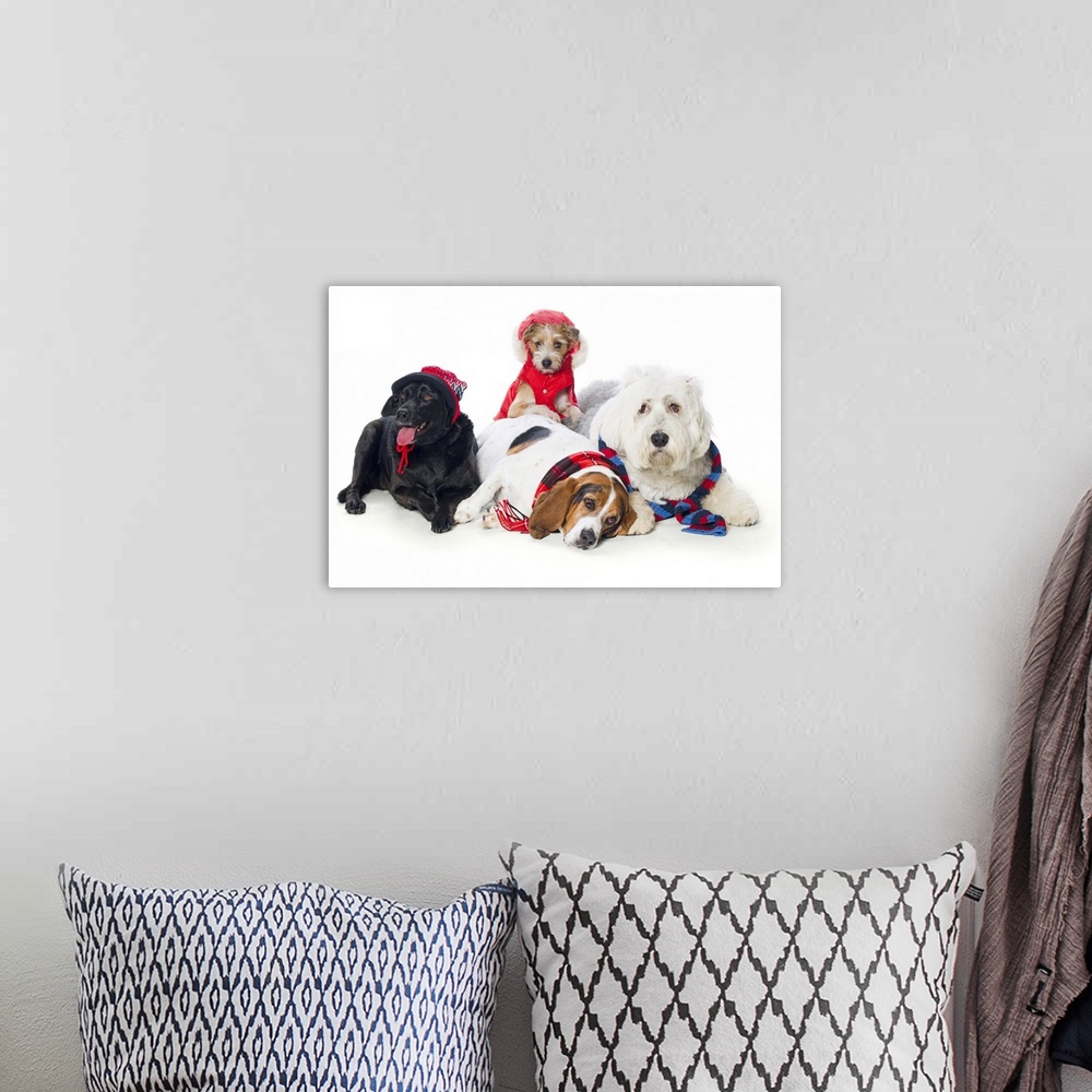 A bohemian room featuring Dogs Wearing Winter Accessories