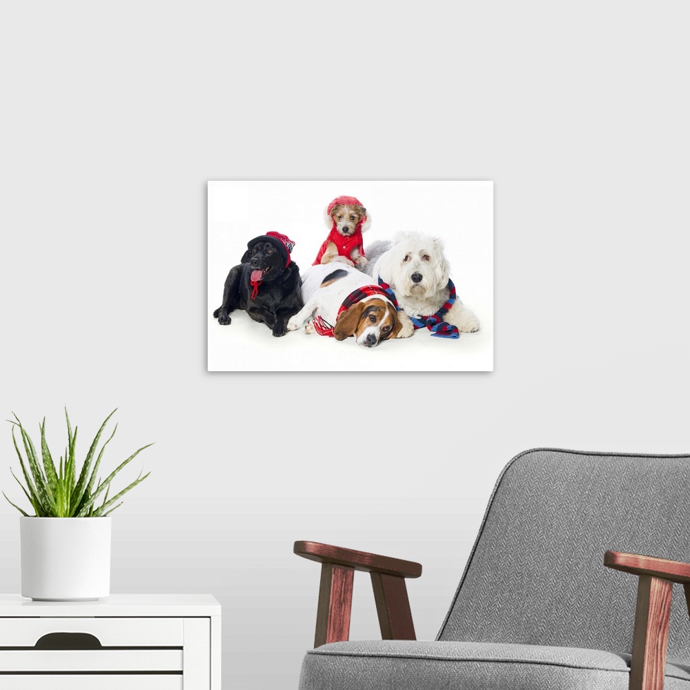 A modern room featuring Dogs Wearing Winter Accessories