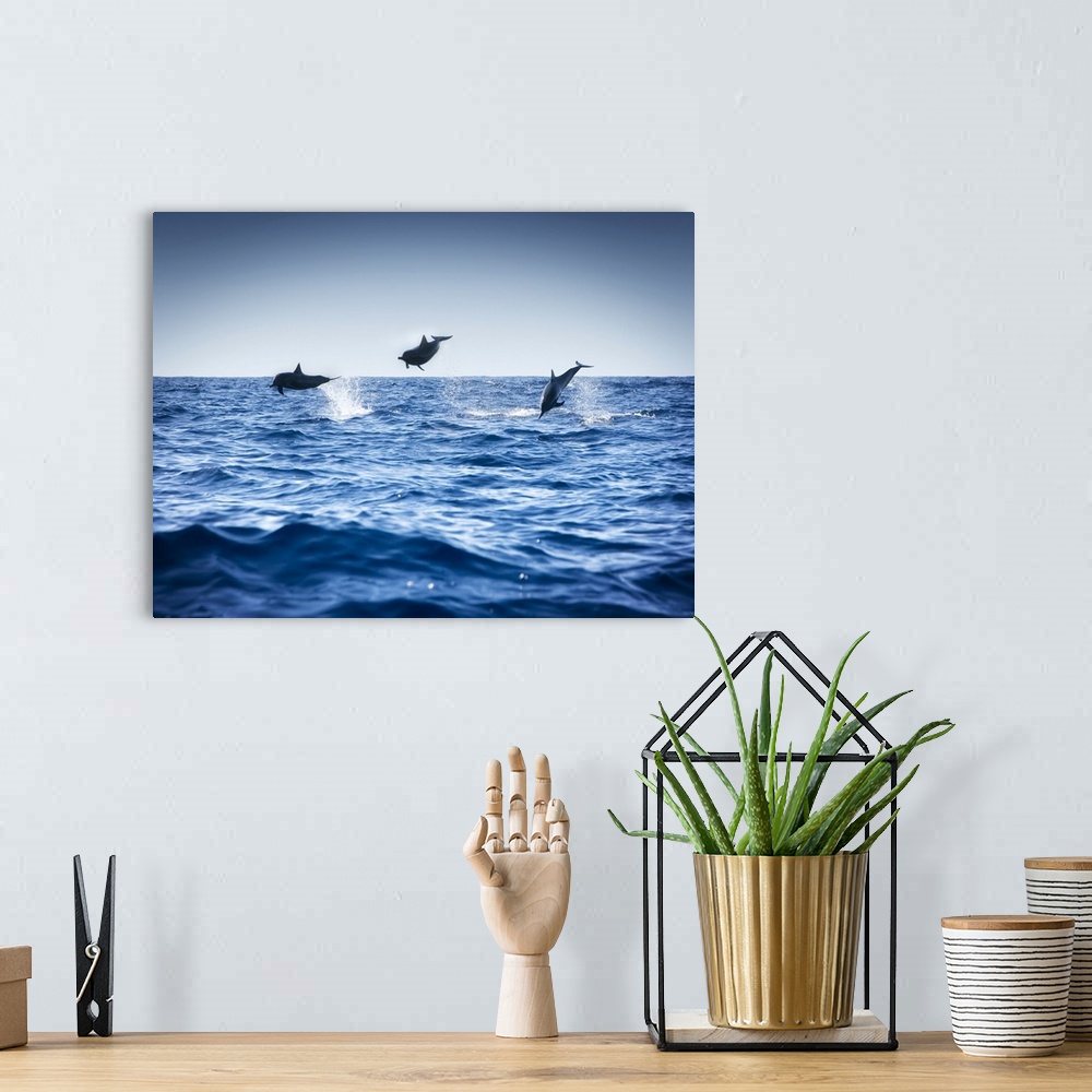 A bohemian room featuring Dolphins Playing In The Ocean