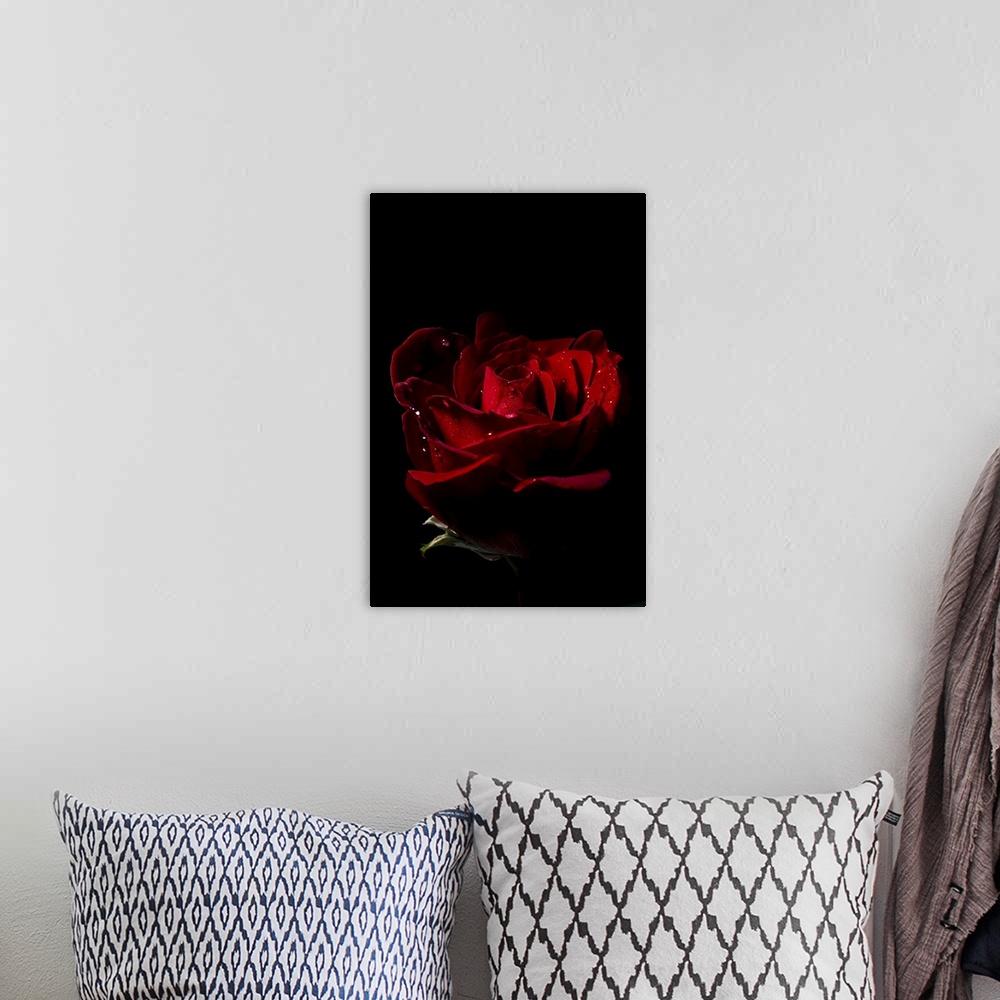 A bohemian room featuring Don Juan rose (rosa rugosa) with water droplets on a black background.
