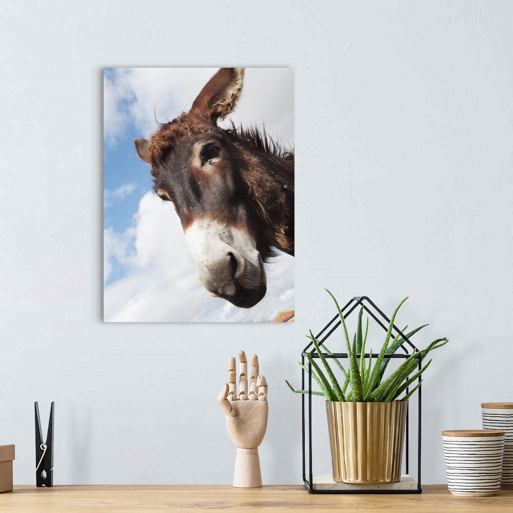 A bohemian room featuring Donkey's head against a blue sky with cloud, Charente, France