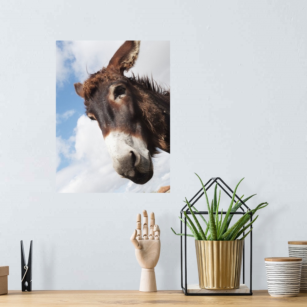 A bohemian room featuring Donkey's head against a blue sky with cloud, Charente, France