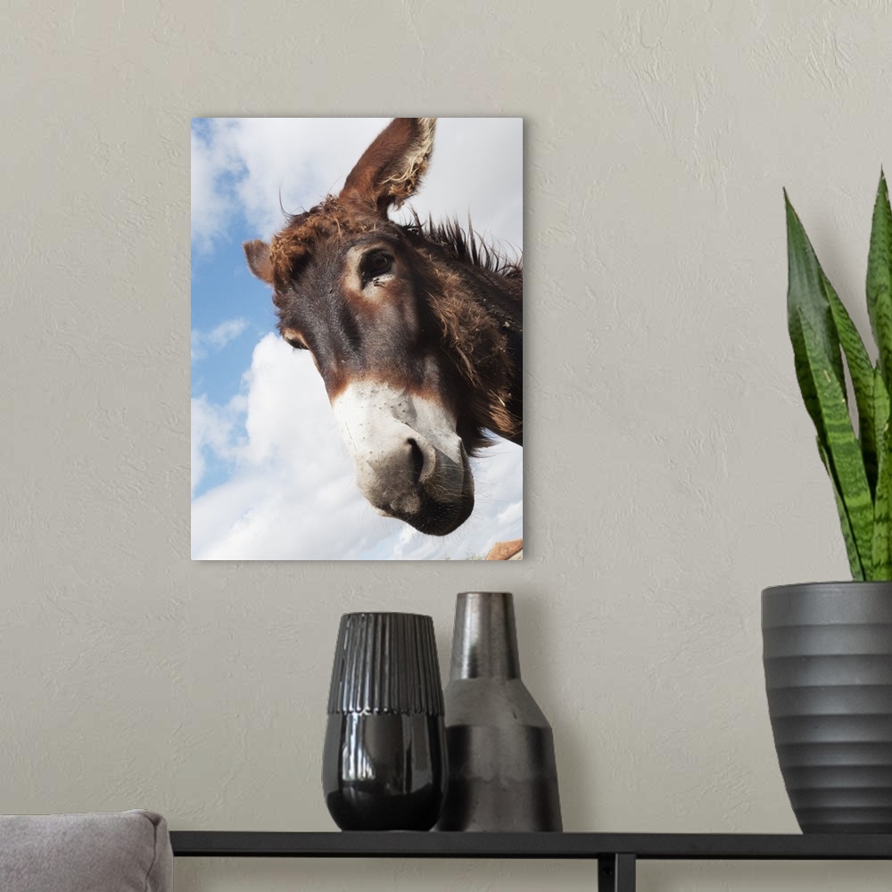 A modern room featuring Donkey's head against a blue sky with cloud, Charente, France