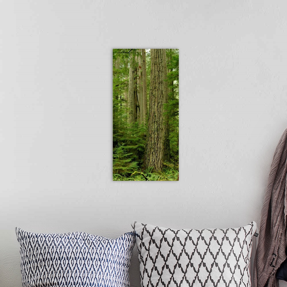 A bohemian room featuring Douglas Firs And Sitka Spruce, Cathedral Grove, British Columbia, Canada
