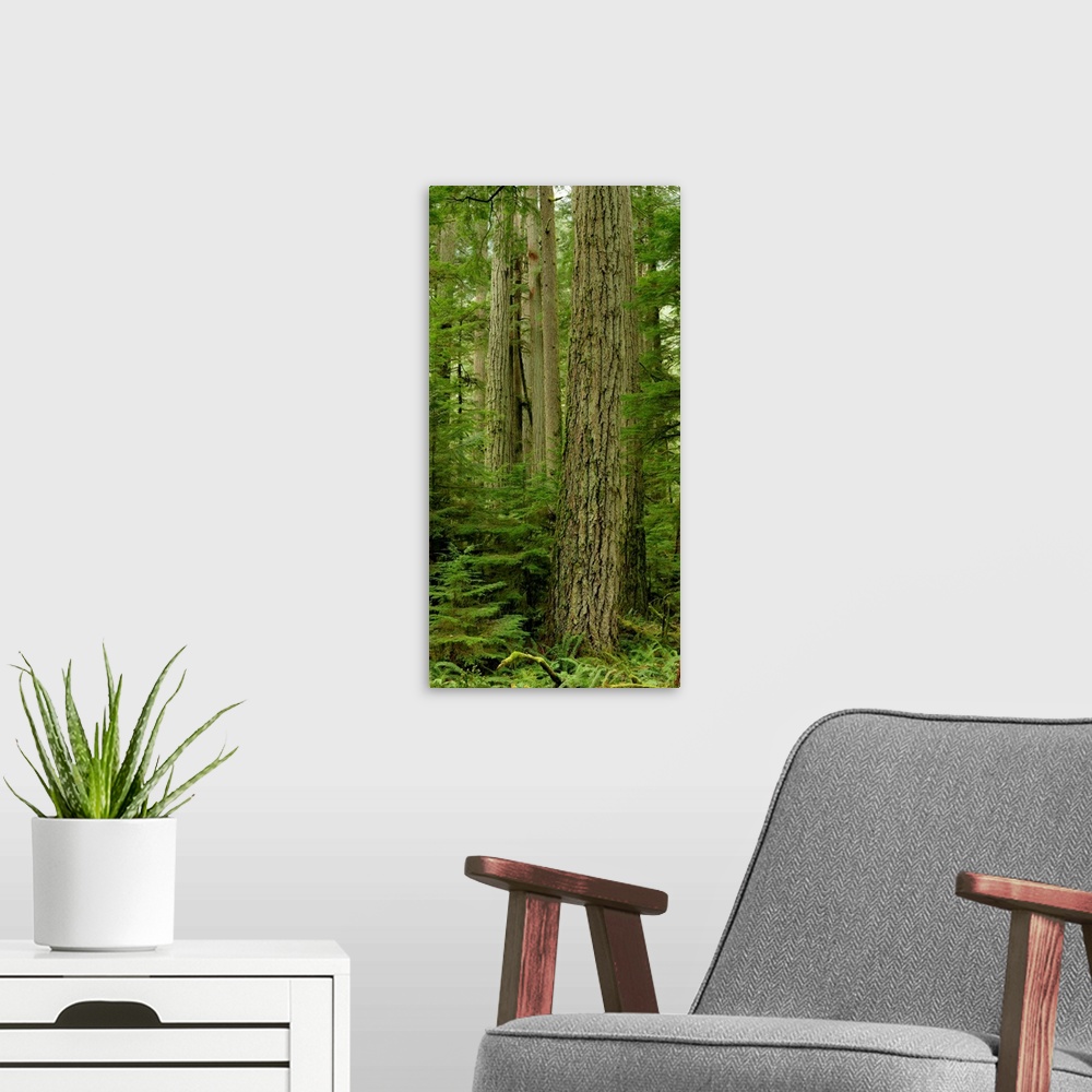 A modern room featuring Douglas Firs And Sitka Spruce, Cathedral Grove, British Columbia, Canada