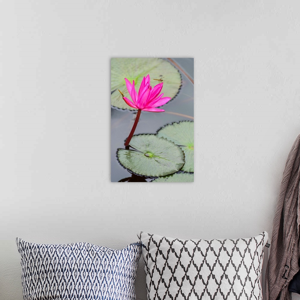 A bohemian room featuring Dragonfly resting on blossoming fuchsia lotus (nelumbo) plant, Udon Thani, Thailand.