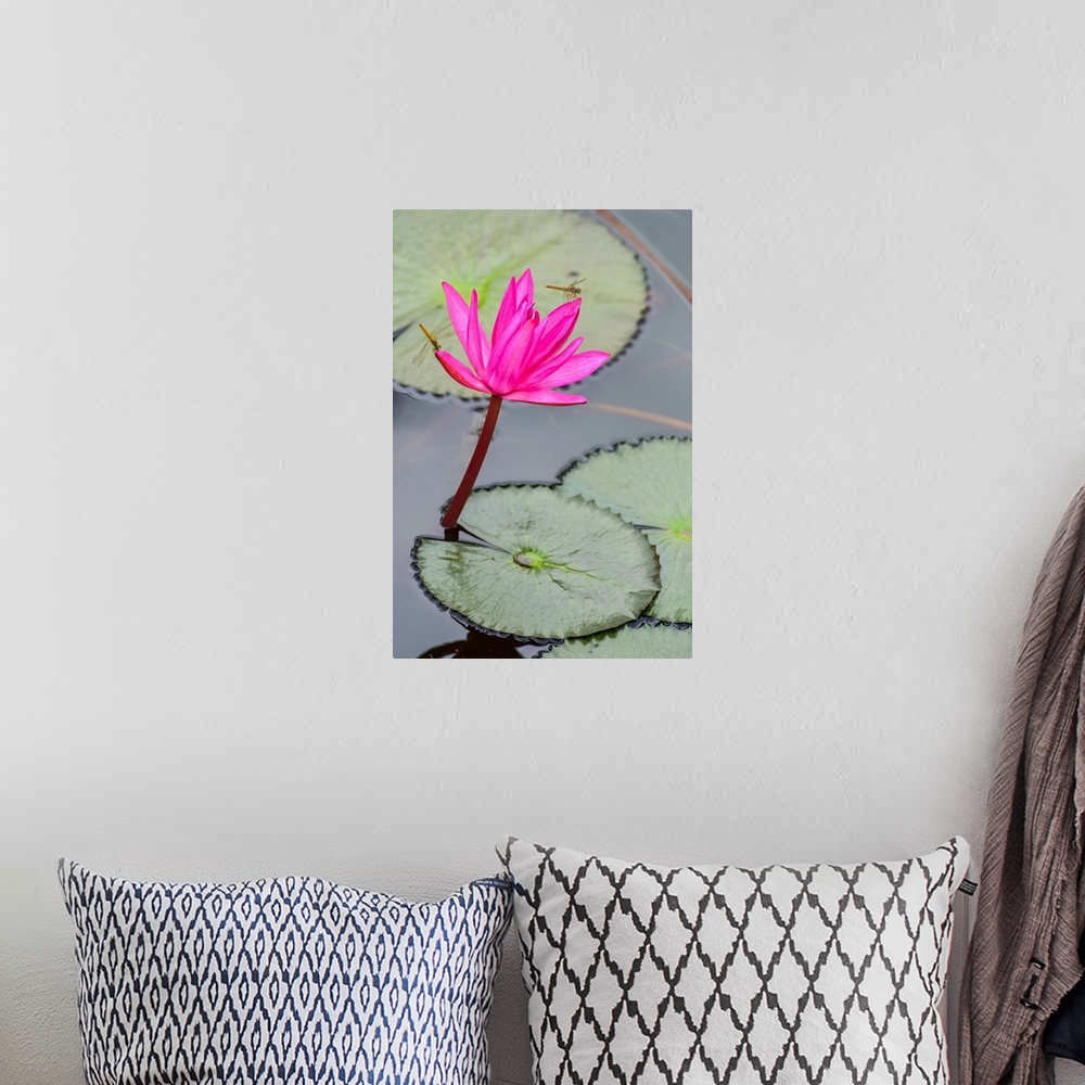 A bohemian room featuring Dragonfly resting on blossoming fuchsia lotus (nelumbo) plant, Udon Thani, Thailand.