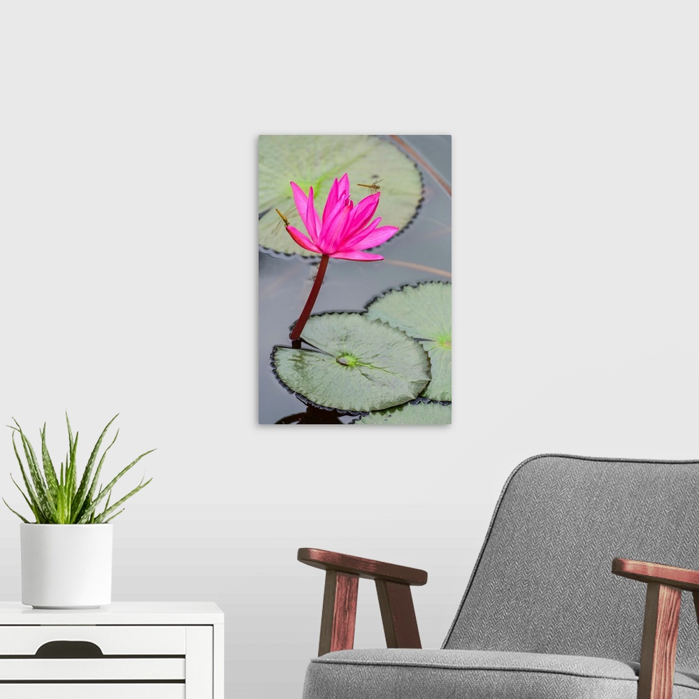 A modern room featuring Dragonfly resting on blossoming fuchsia lotus (nelumbo) plant, Udon Thani, Thailand.