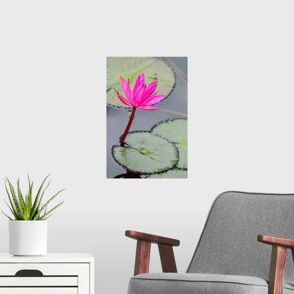 A modern room featuring Dragonfly resting on blossoming fuchsia lotus (nelumbo) plant, Udon Thani, Thailand.