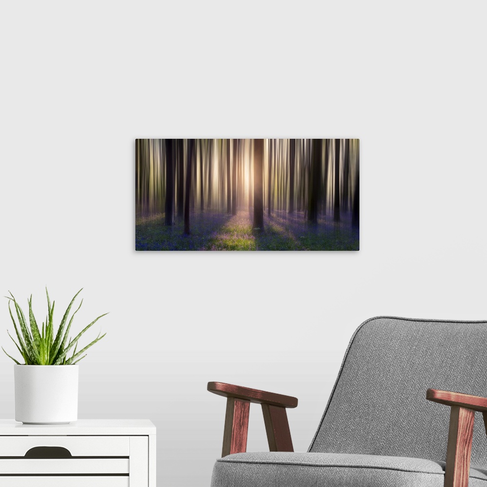 A modern room featuring Dreamy bluebell woodland sunrise in spring.