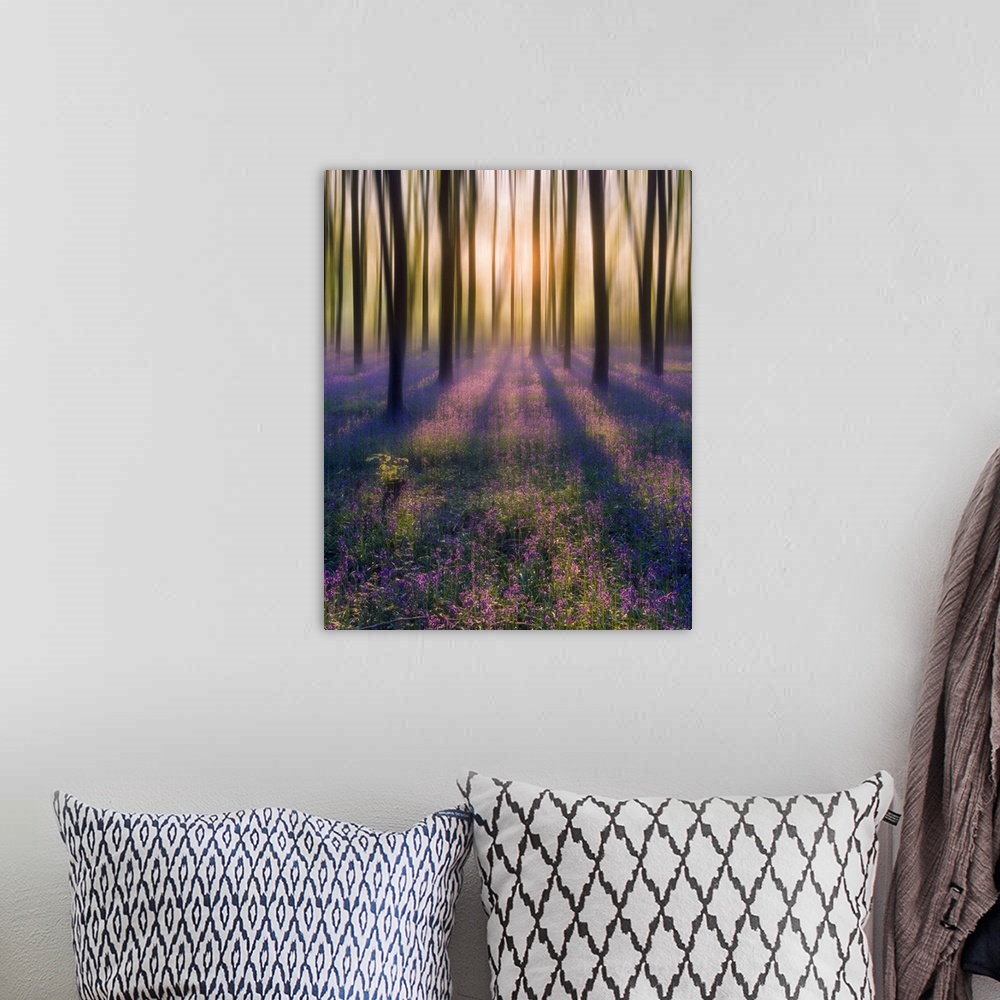 A bohemian room featuring Dreamy bluebell woodland sunrise in spring.