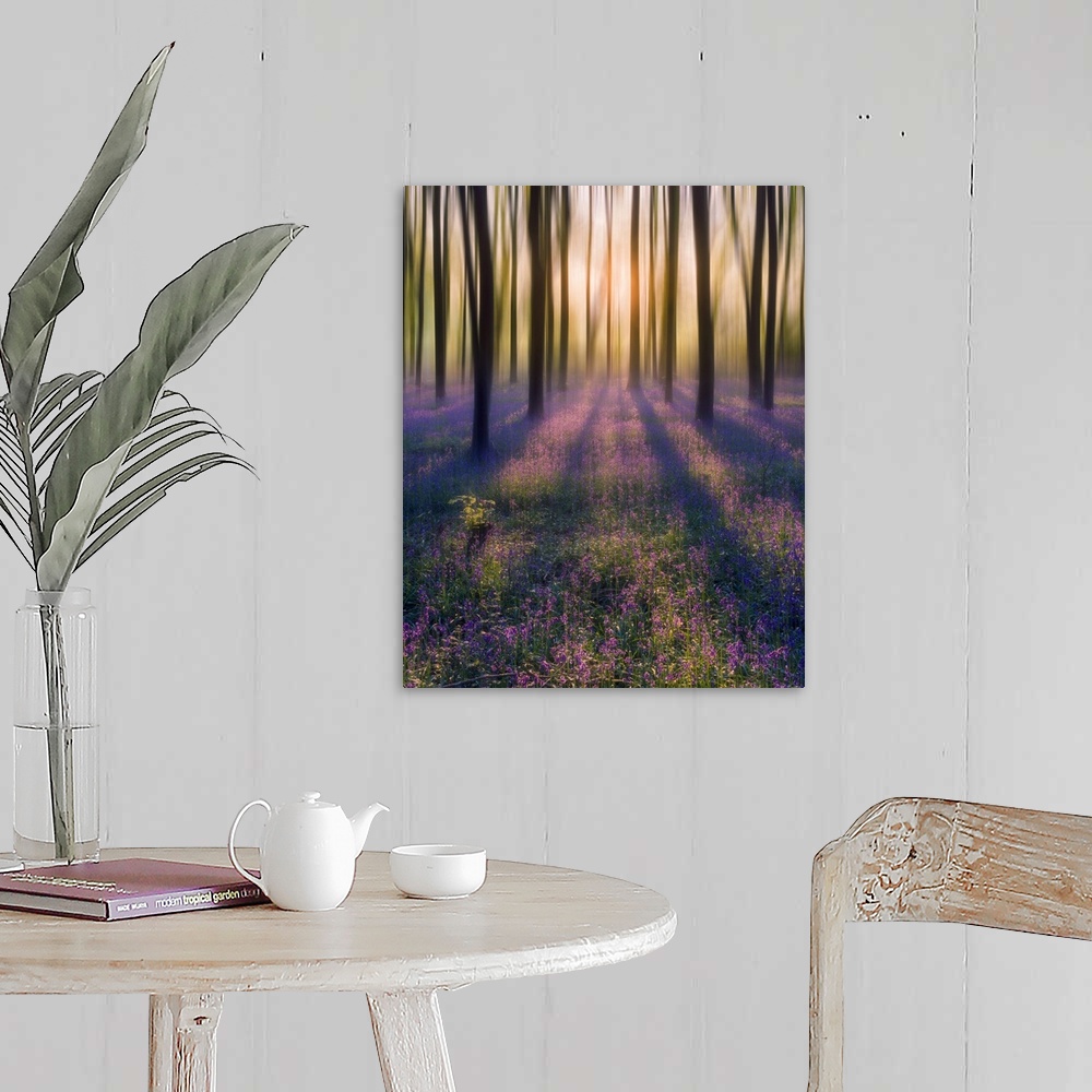 A farmhouse room featuring Dreamy bluebell woodland sunrise in spring.