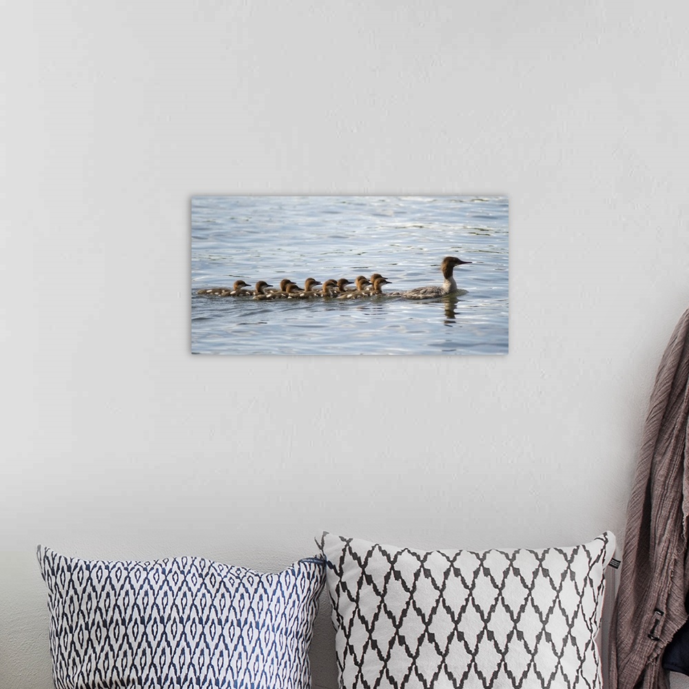 A bohemian room featuring Duck And Ducklings Swimming In A Row