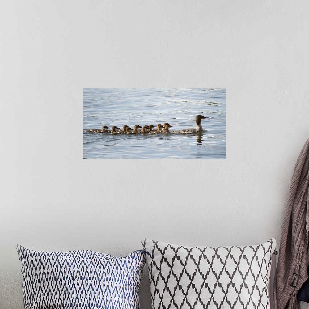 A bohemian room featuring Duck And Ducklings Swimming In A Row