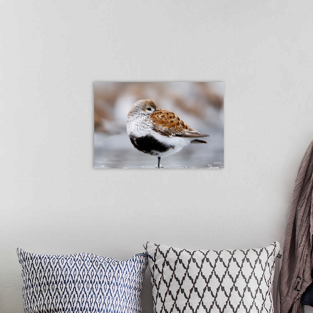 A bohemian room featuring Dunlin Roosting On Mudflats Of Hartney Bay, Southcentral Alaska