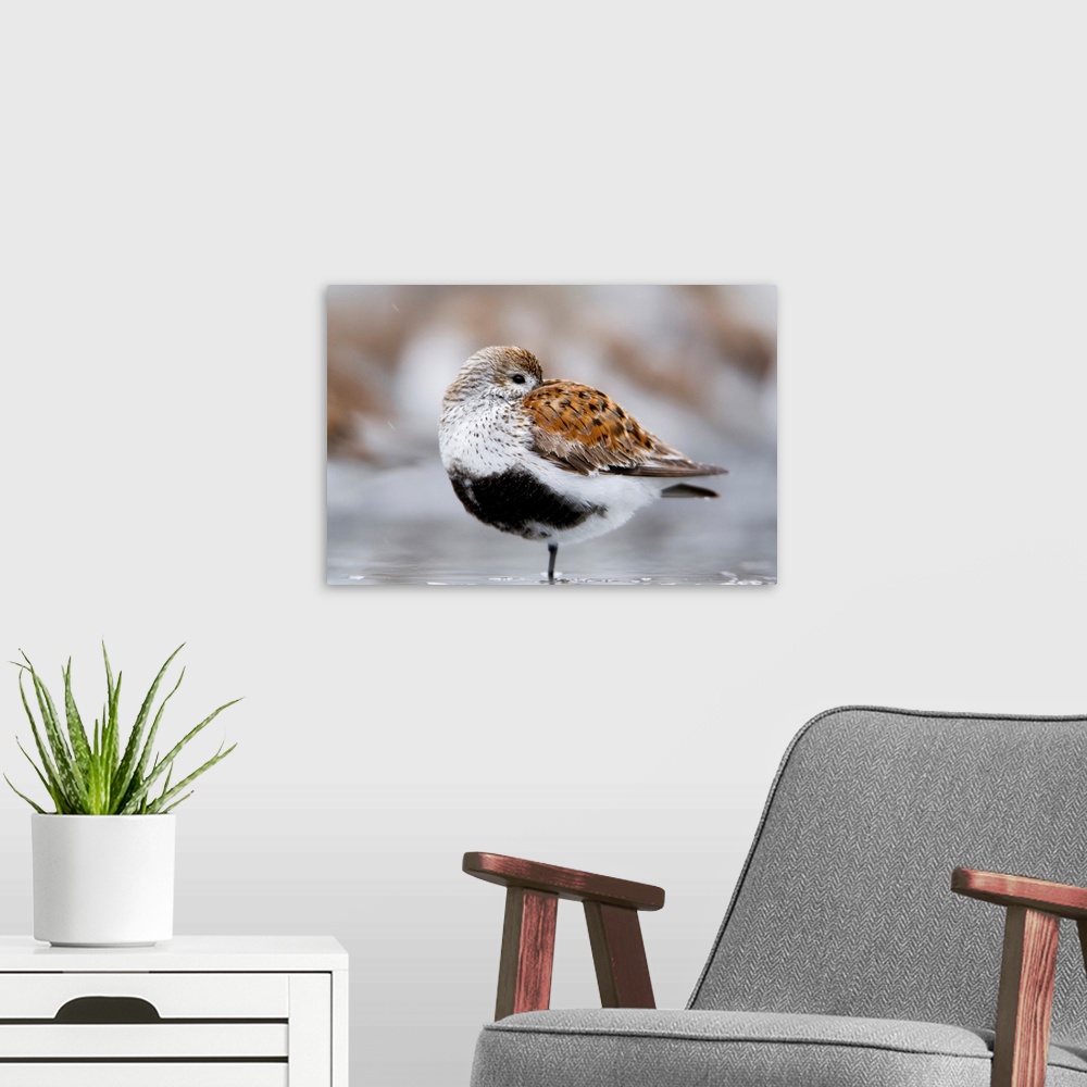 A modern room featuring Dunlin Roosting On Mudflats Of Hartney Bay, Southcentral Alaska