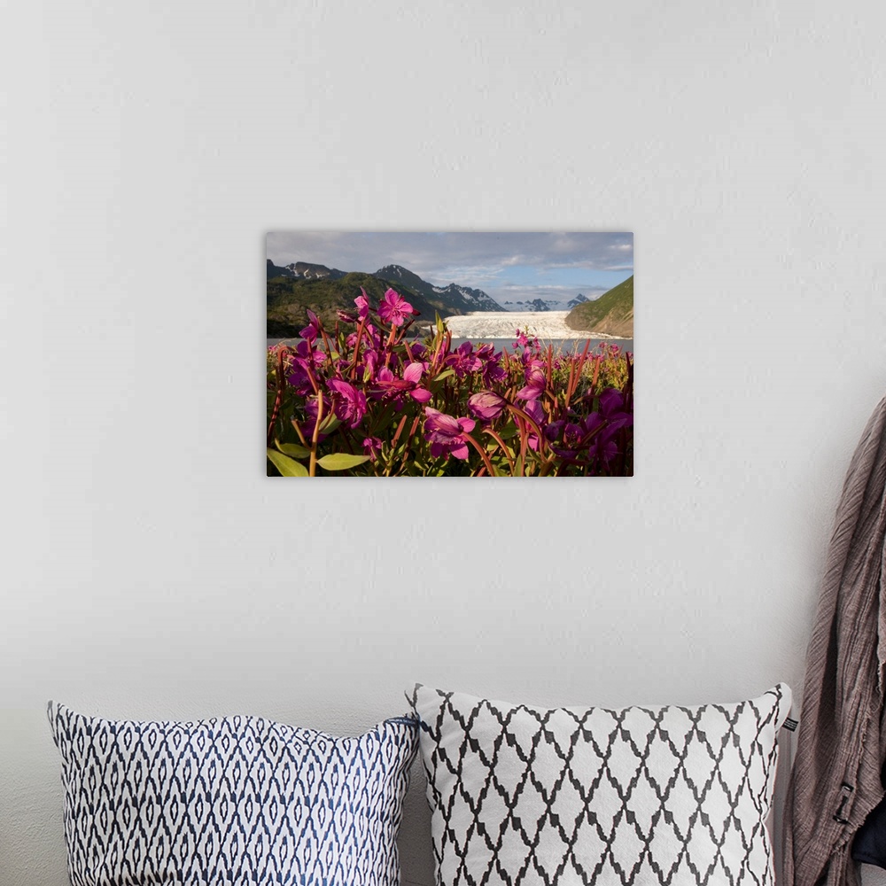 A bohemian room featuring Dwarf fireweed growing on the shoreline of Grewingk Glacier Lake with glacier in background, Kena...