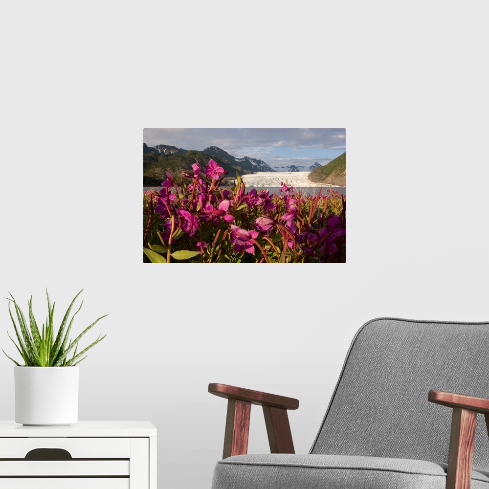 A modern room featuring Dwarf fireweed growing on the shoreline of Grewingk Glacier Lake with glacier in background, Kena...