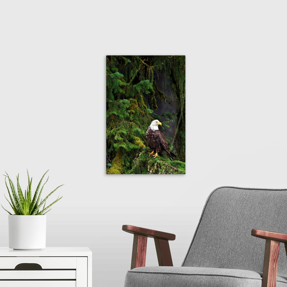 A modern room featuring Eagle In The Woods