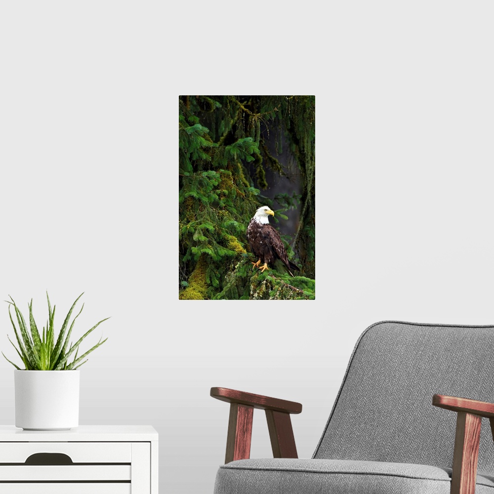 A modern room featuring Eagle In The Woods